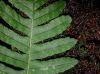 image of Polypodium virginianum