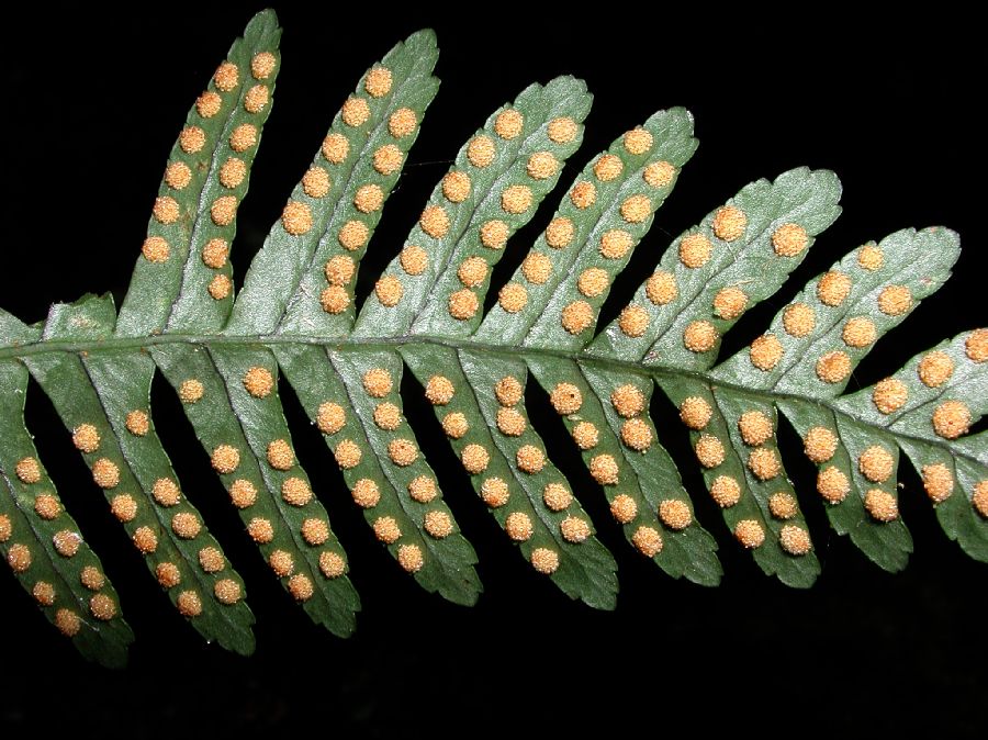 Polypodiaceae Polypodium virginianum