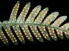 image of Polypodium virginianum