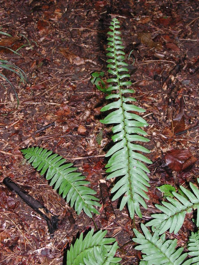 Dryopteridaceae Polystichum acrostichoides