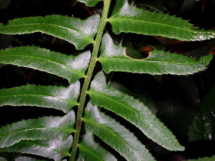 Dryopteridaceae Polystichum acrostichoides