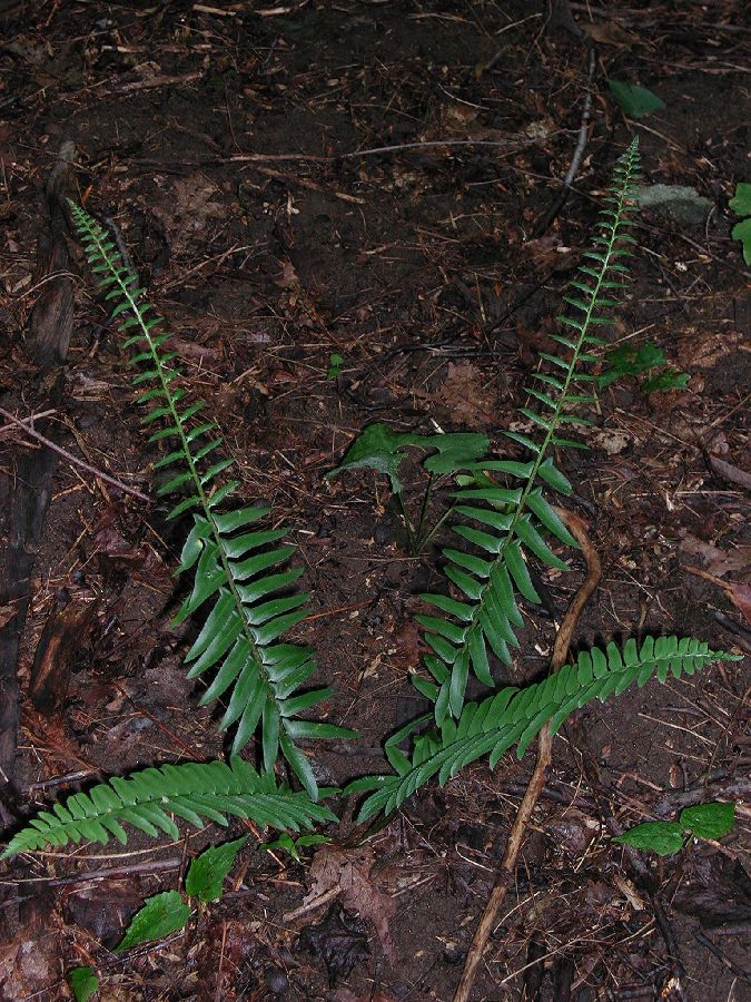 Dryopteridaceae Polystichum acrostichoides