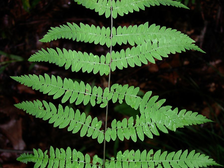 Thelypteridaceae Thelypteris palustris