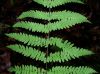image of Thelypteris palustris