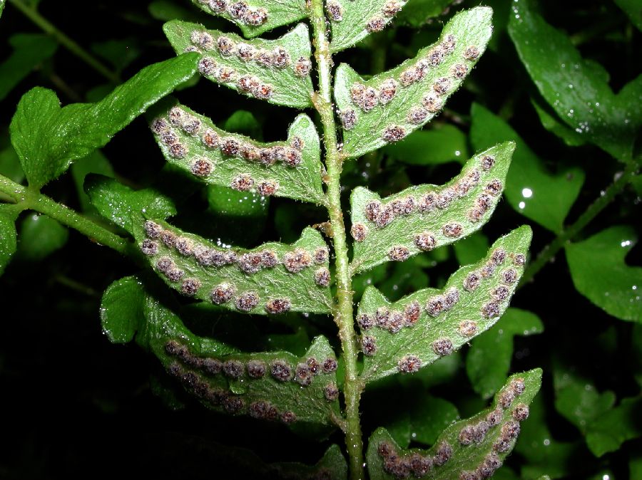 Woodsiaceae Woodsia polystichoides