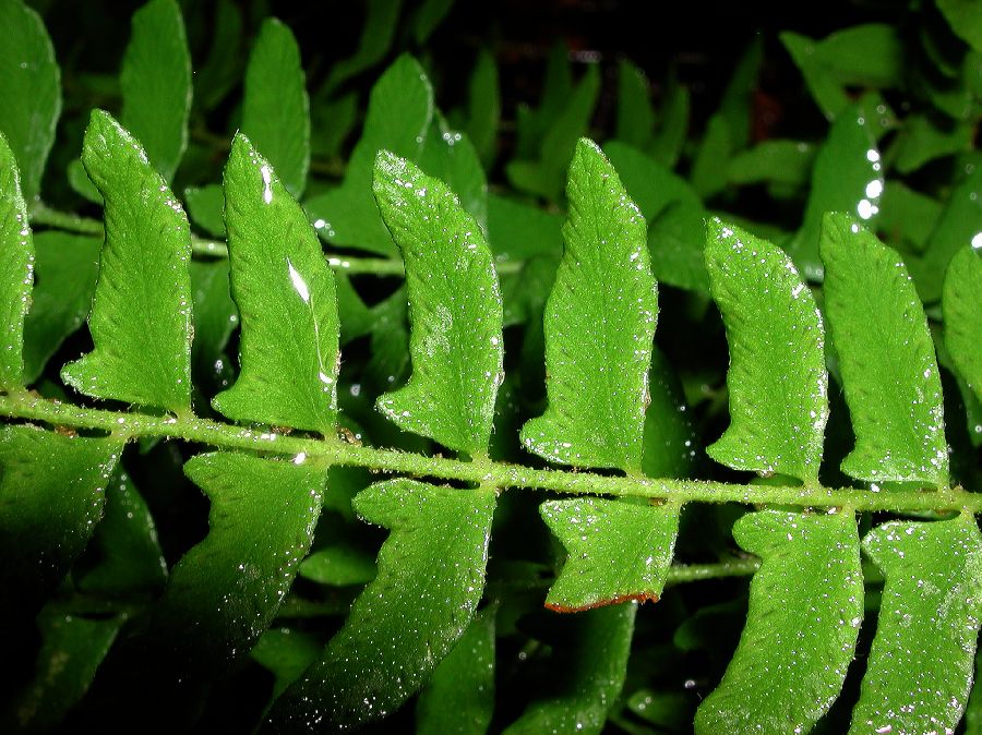 Woodsiaceae Woodsia polystichoides