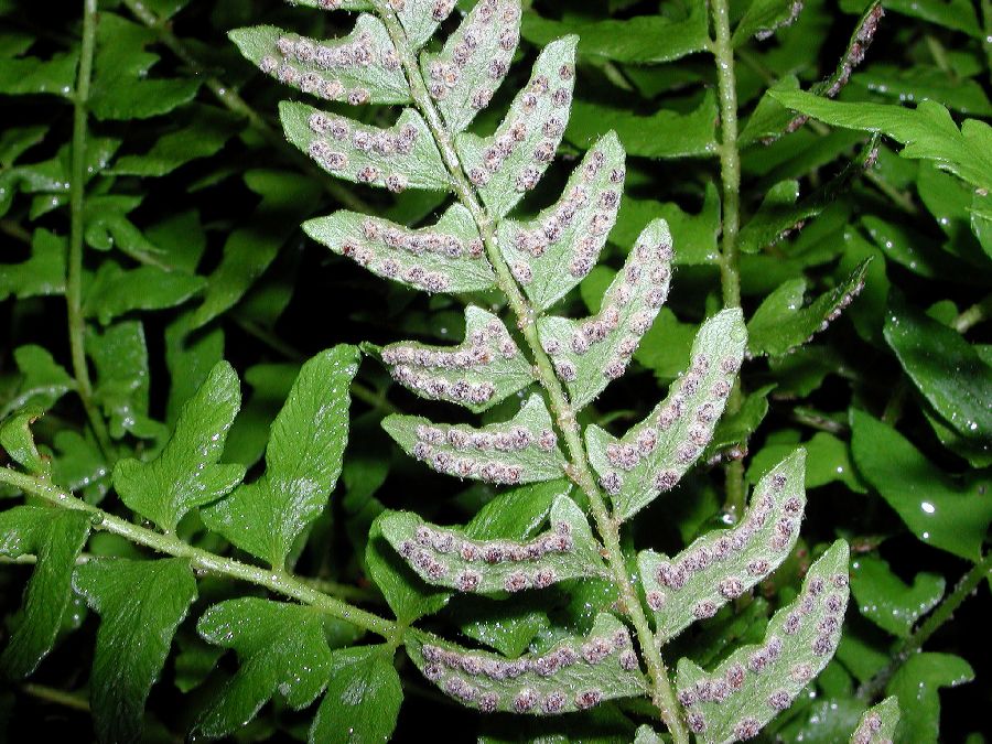 Woodsiaceae Woodsia polystichoides