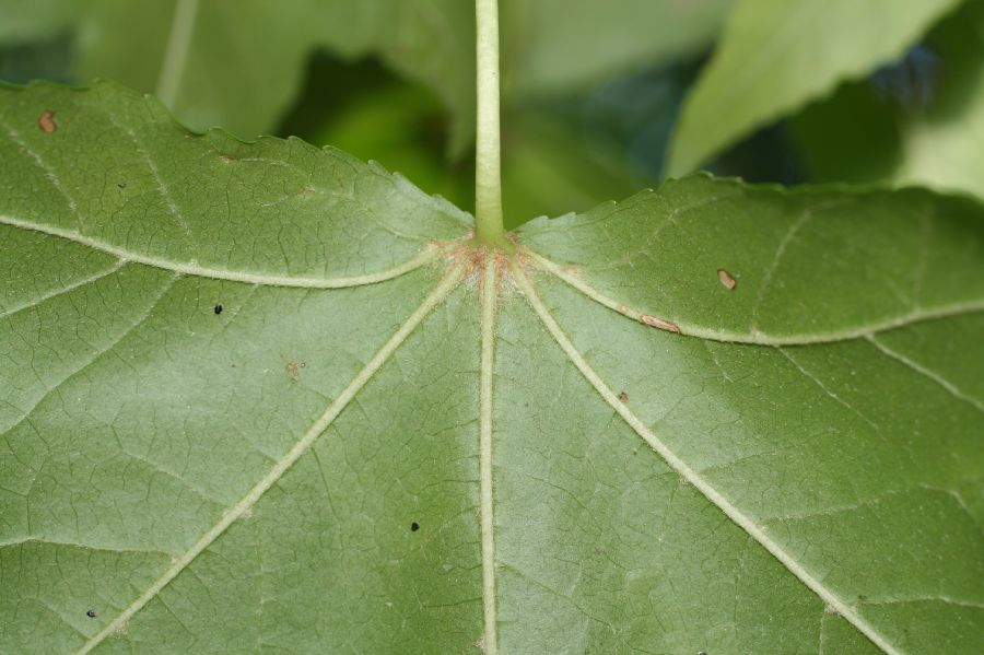 Altingiaceae Liquidambar styraciflua