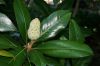image of Magnolia grandiflora