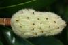image of Magnolia grandiflora