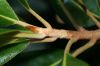 image of Magnolia grandiflora