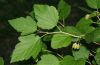 image of Physocarpus opulifolius