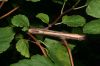 image of Physocarpus opulifolius
