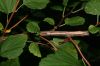 image of Physocarpus opulifolius