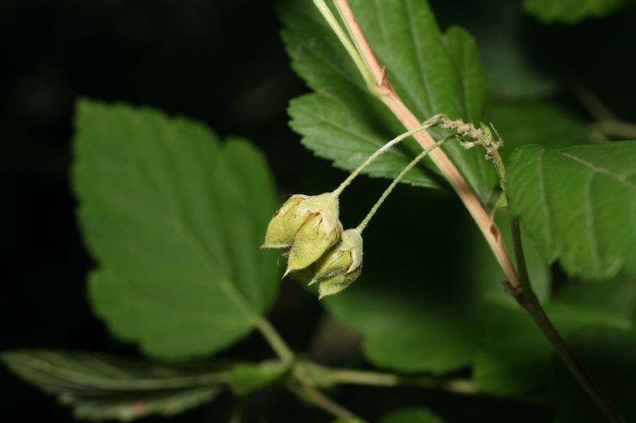 Rosaceae Physocarpus opulifolius
