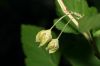 image of Physocarpus opulifolius