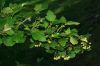 image of Physocarpus opulifolius