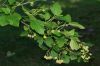 image of Physocarpus opulifolius