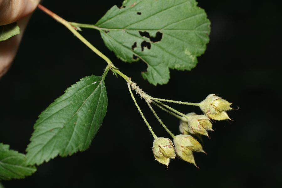 Rosaceae Physocarpus opulifolius