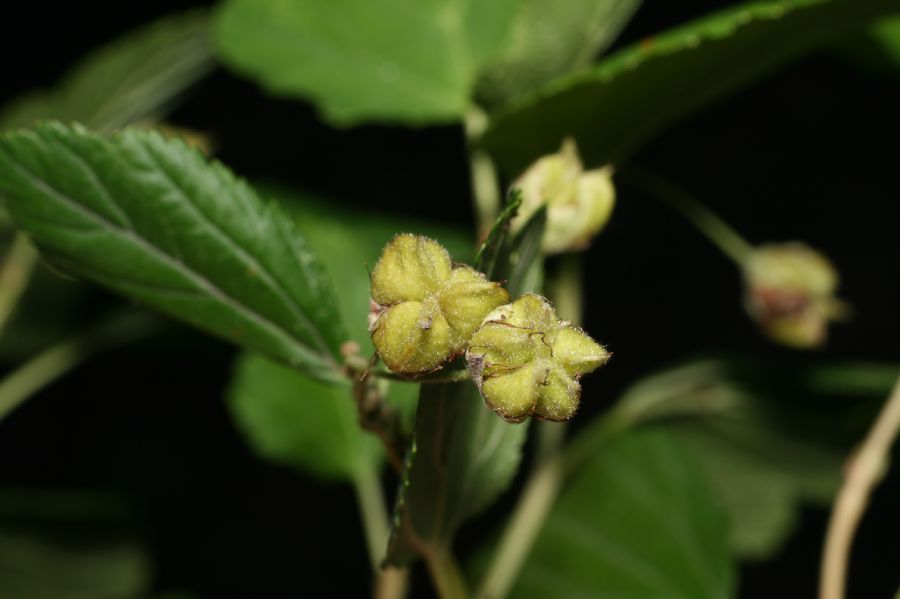 Rosaceae Physocarpus opulifolius