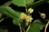 image of Physocarpus opulifolius