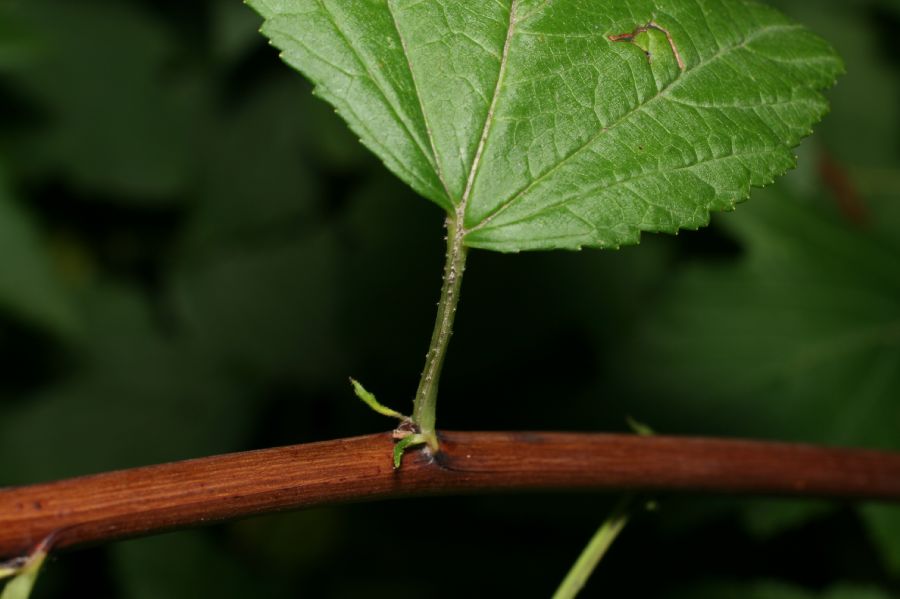 Rosaceae Physocarpus opulifolius