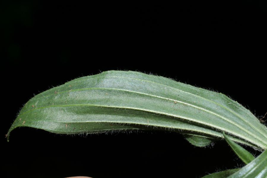 Plantaginaceae Plantago lanceolata