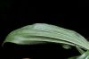image of Plantago lanceolata