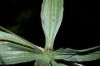 image of Plantago lanceolata