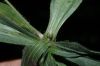image of Plantago lanceolata