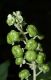 image of Phytolacca americana