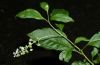 image of Phytolacca americana