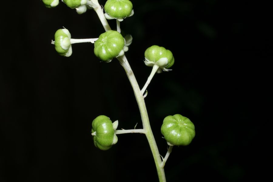 Phytolaccaceae Phytolacca americana