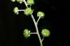 image of Phytolacca americana