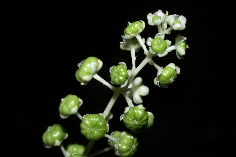 Phytolaccaceae Phytolacca americana