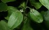 image of Clematis 