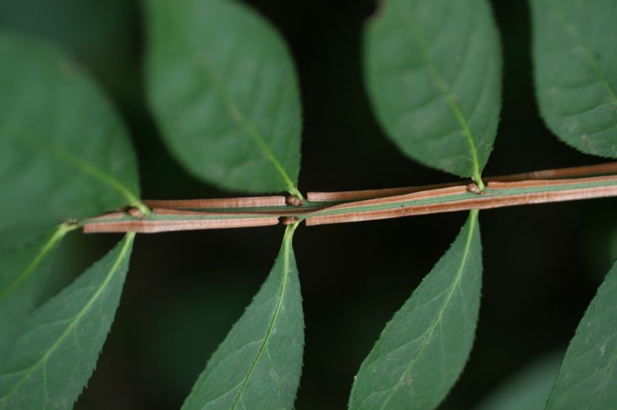 Celastraceae Euonymus alata
