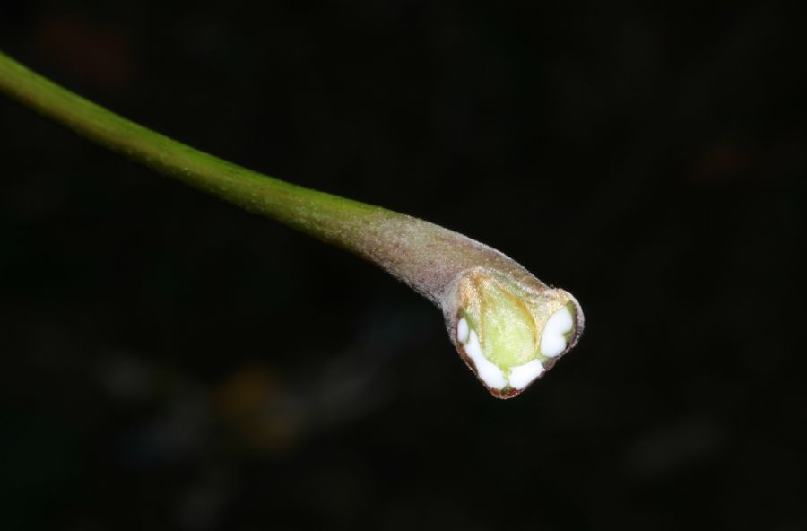 Aceraceae Acer platanoides
