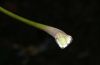 image of Acer platanoides