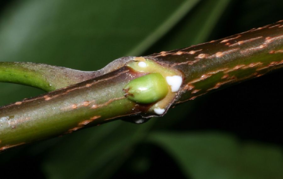 Aceraceae Acer platanoides