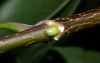 image of Acer platanoides