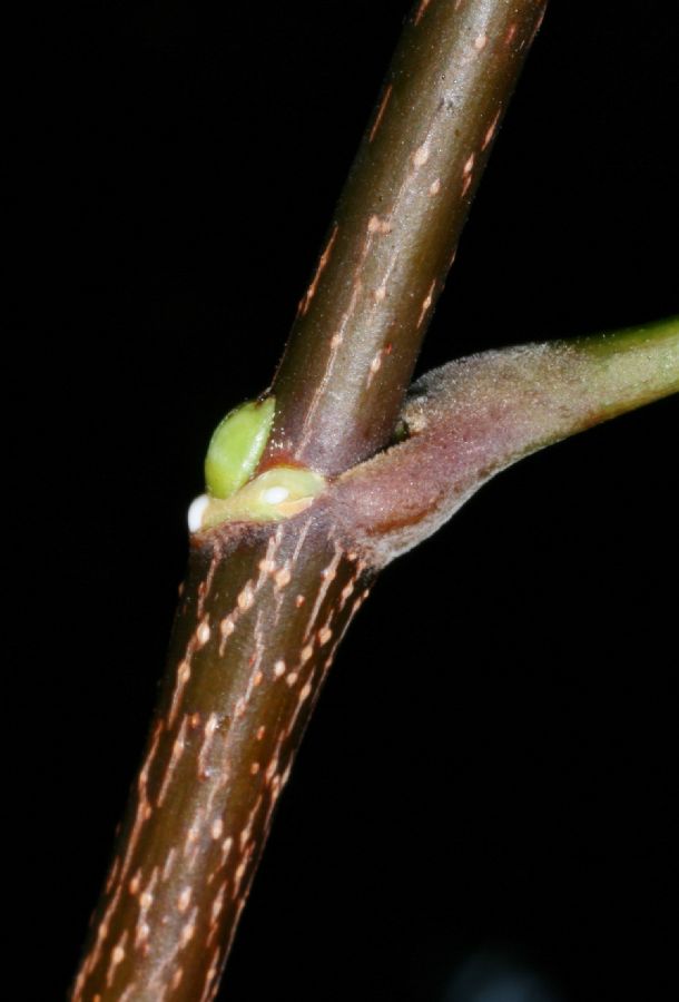 Aceraceae Acer platanoides