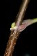 image of Acer platanoides