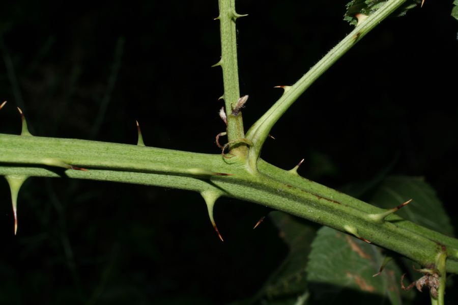 Rosaceae Rubus 