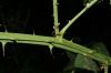 image of Rubus 