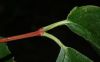 image of Philadelphus coronarius
