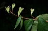 image of Philadelphus coronarius