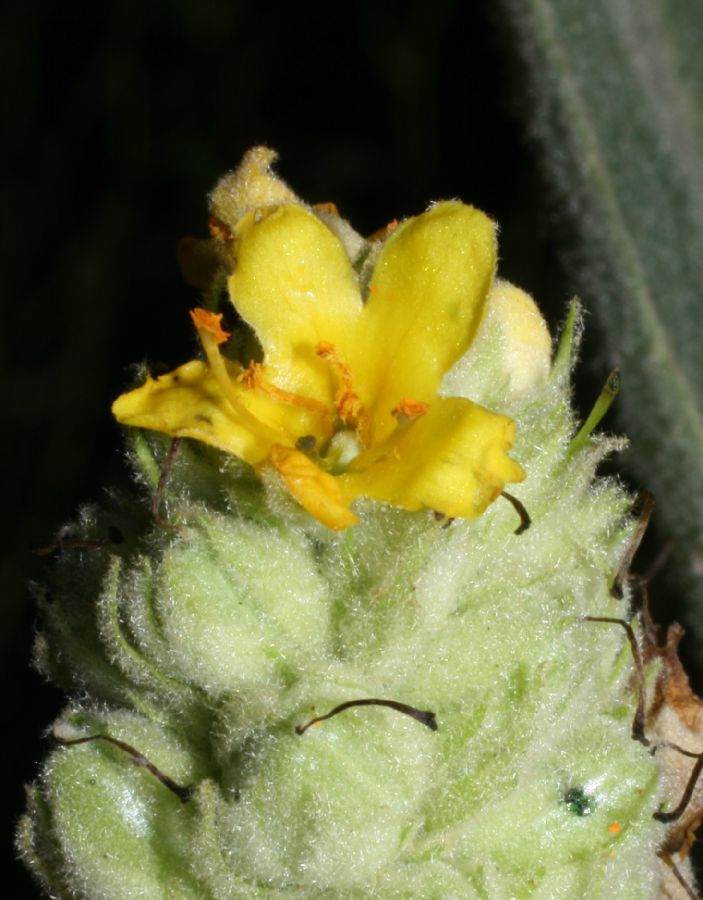 Scrophulariaceae Verbascum thaspus