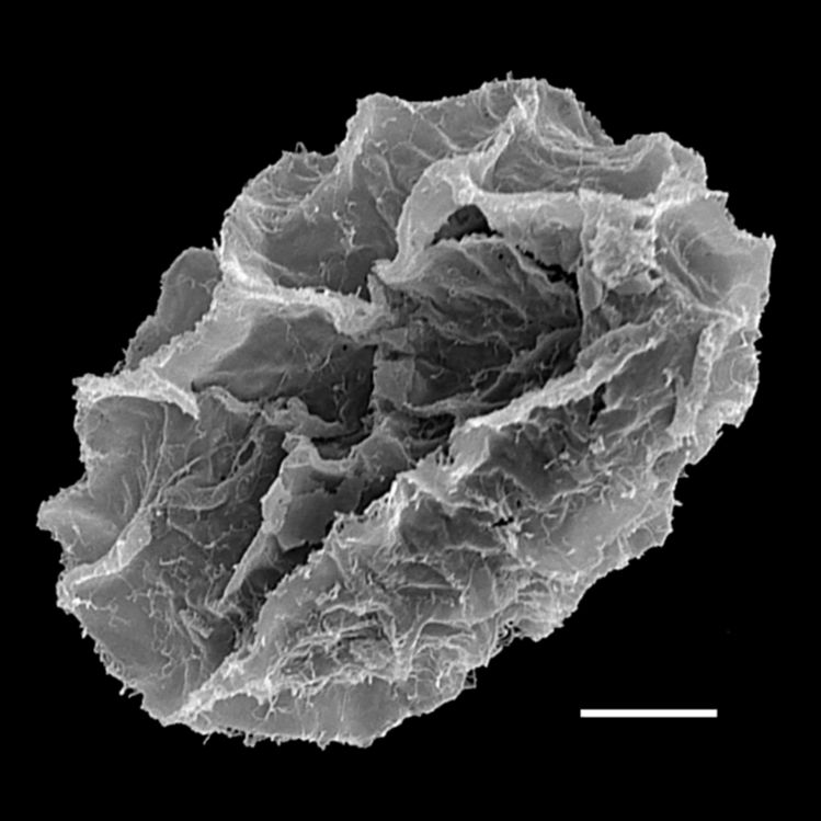 Blechnaceae Parablechnum glaziovii