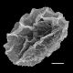 image of Parablechnum glaziovii